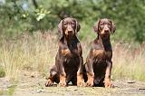 DOBERMANN 796